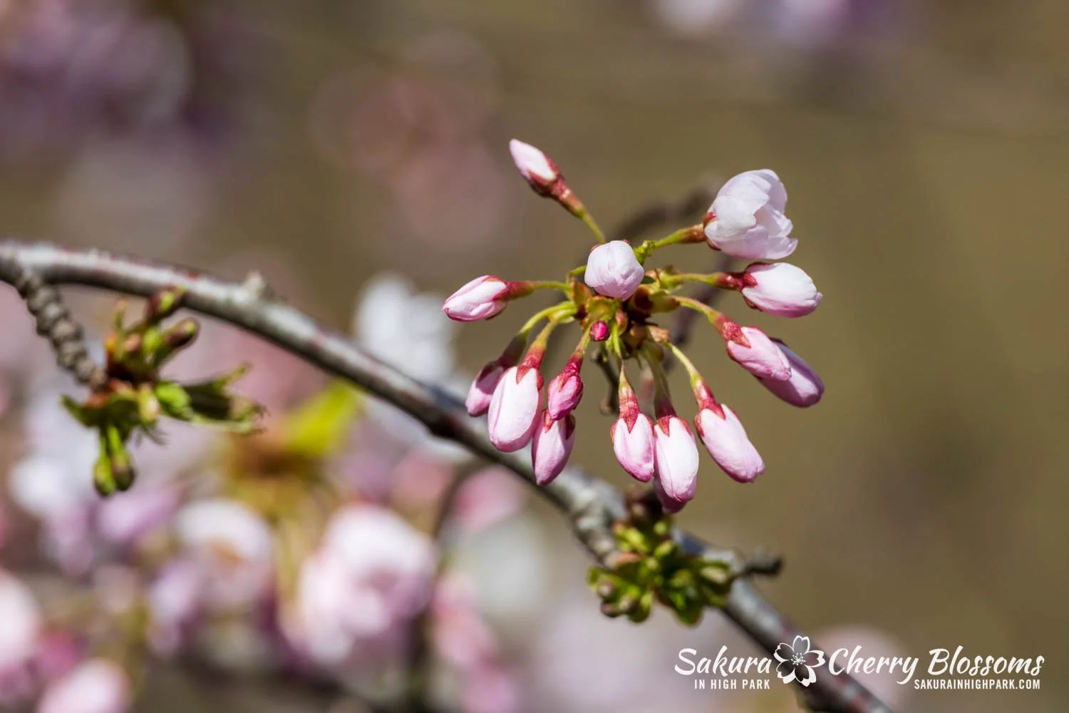 Sakura Watch May 4, 2026-119.jpg
