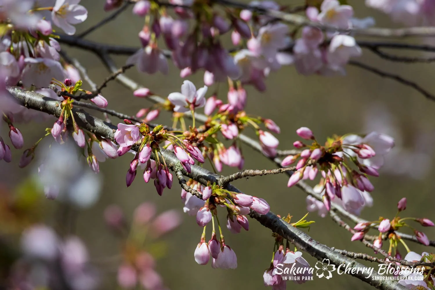 Sakura Watch May 4, 2026-116.jpg