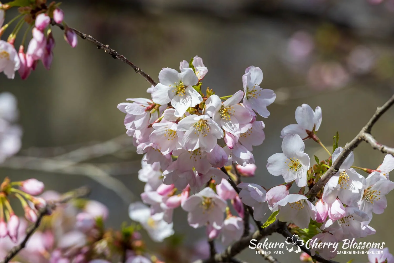 Sakura Watch May 4, 2026-115.jpg