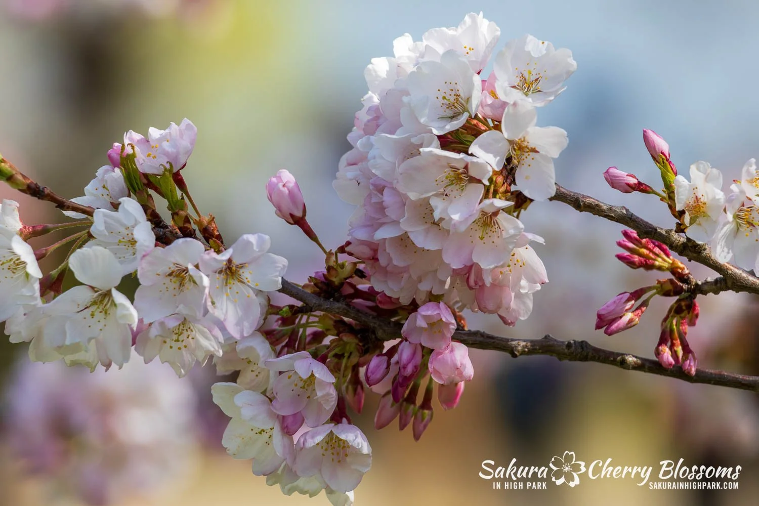 Sakura Watch May 4, 2026-113.jpg