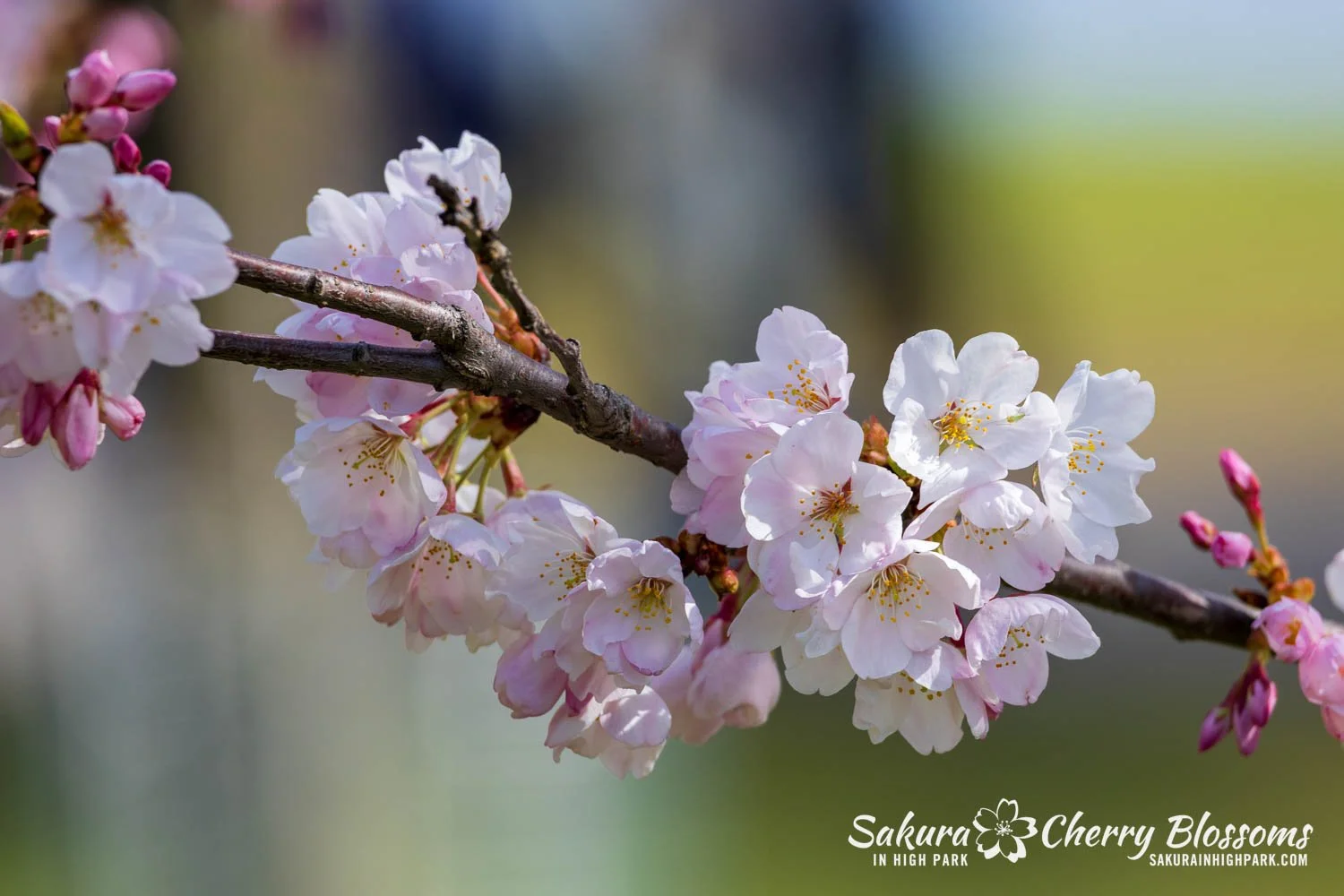 Sakura Watch May 4, 2026-109.jpg