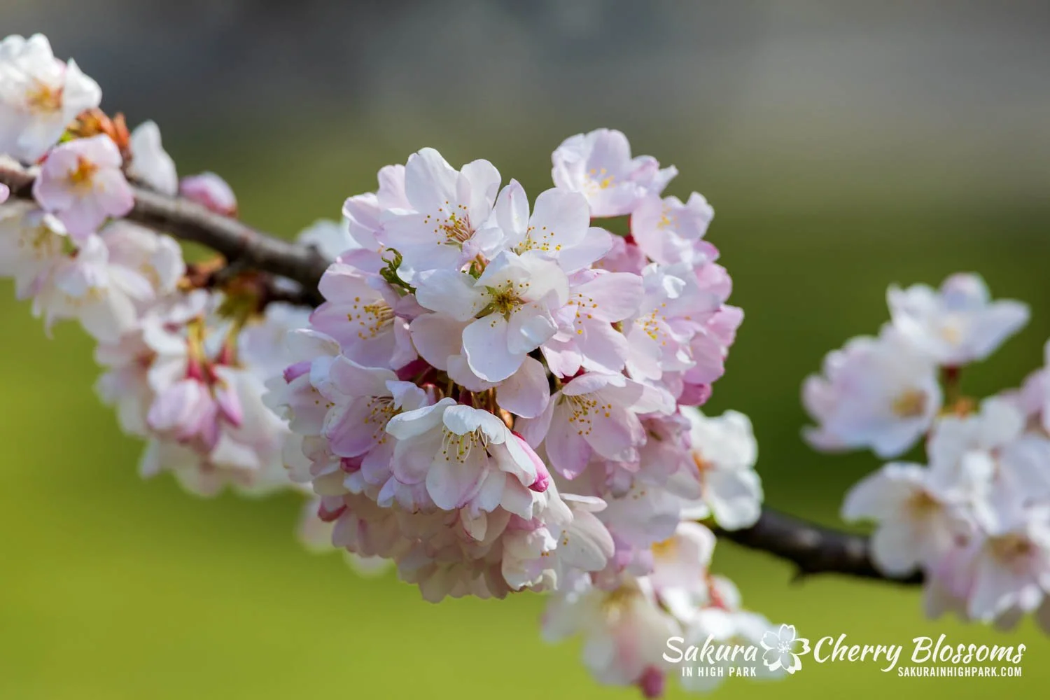 Sakura Watch May 4, 2026-105.jpg