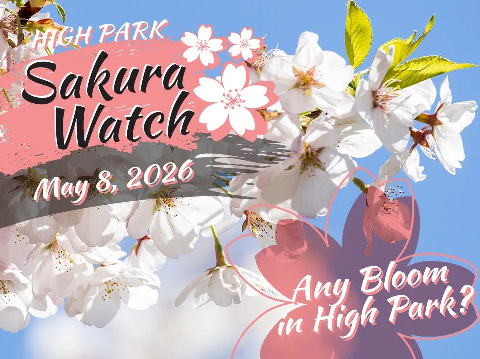 Sakura Watch - Toronto's original cherry blossom watch — Sakura in