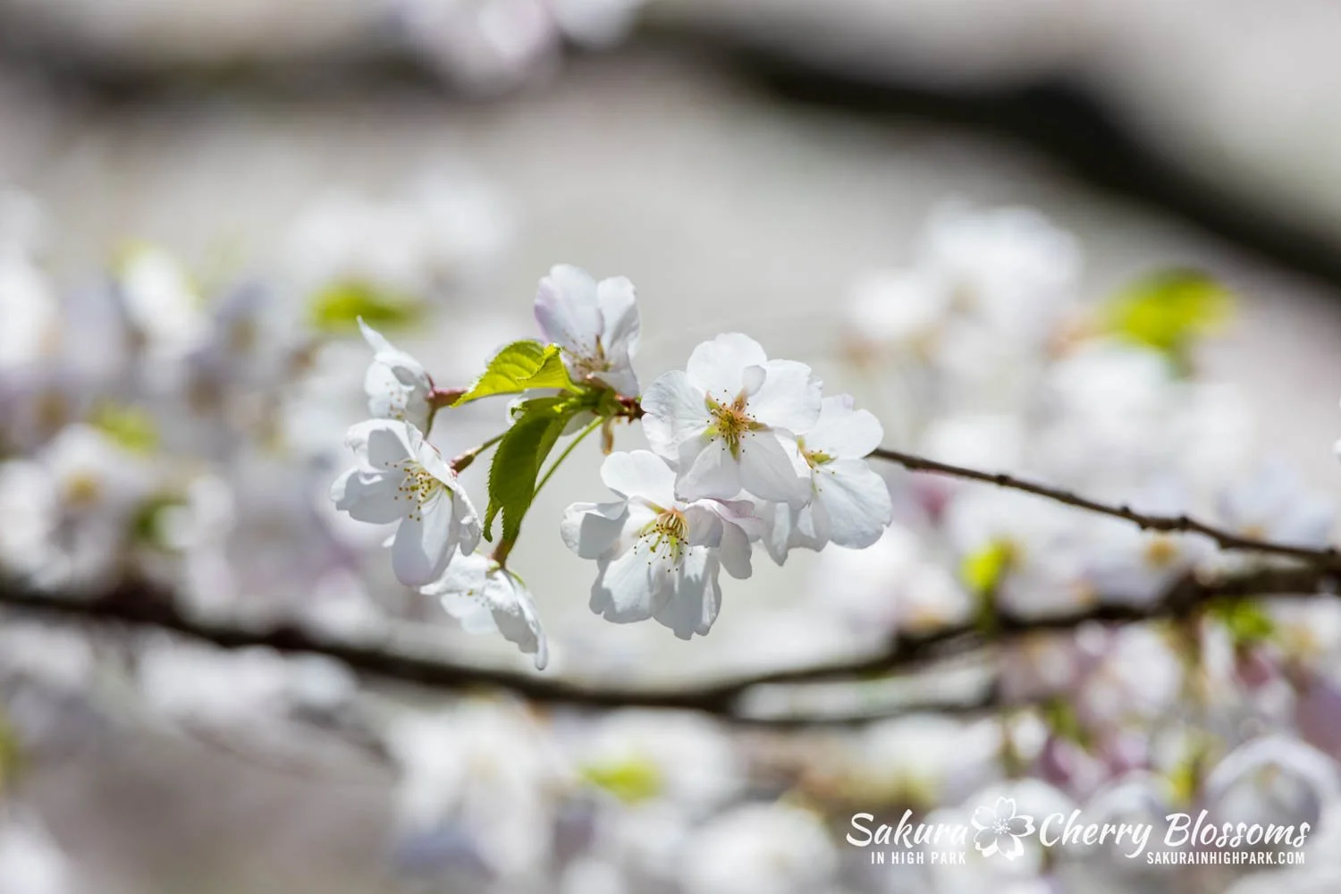 Sakura Watch May 8, 2026-88.jpg