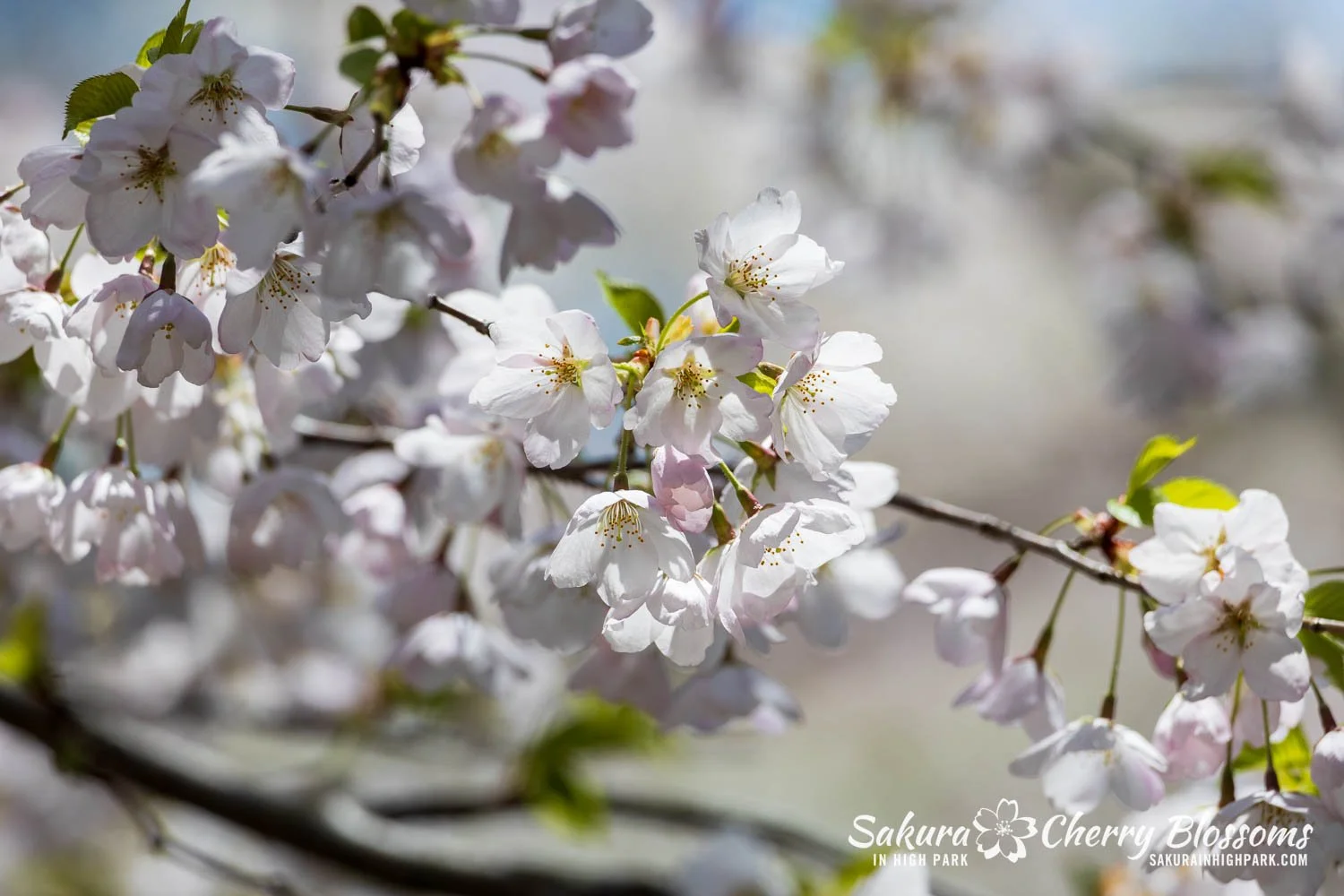 Sakura Watch May 8, 2026-91.jpg