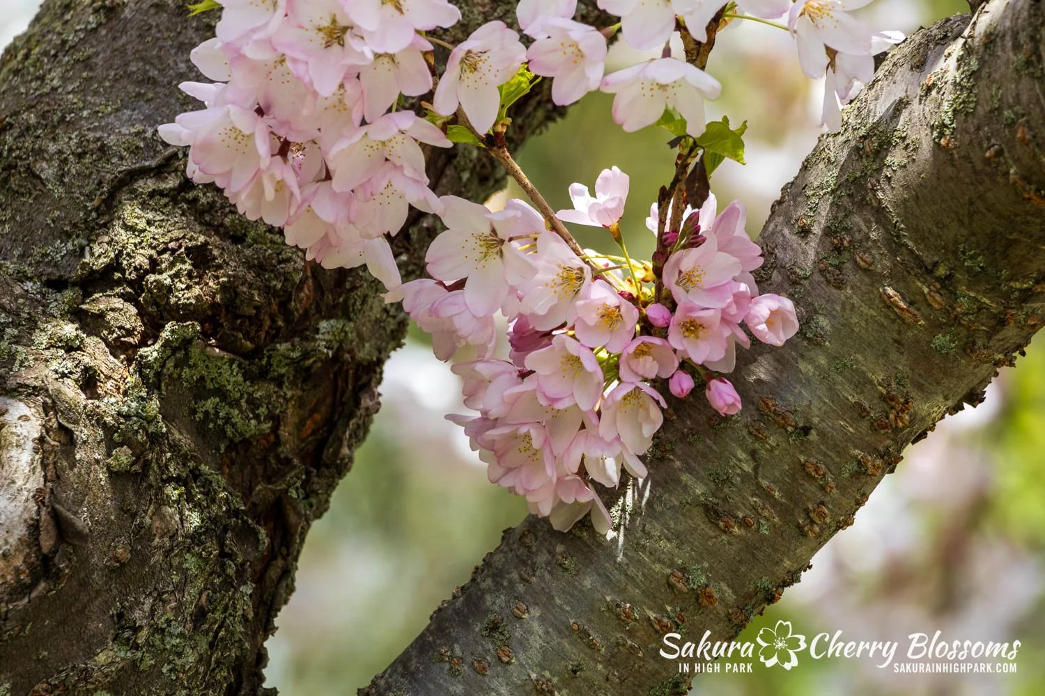 Sakura Watch May 8, 2026-92.jpg