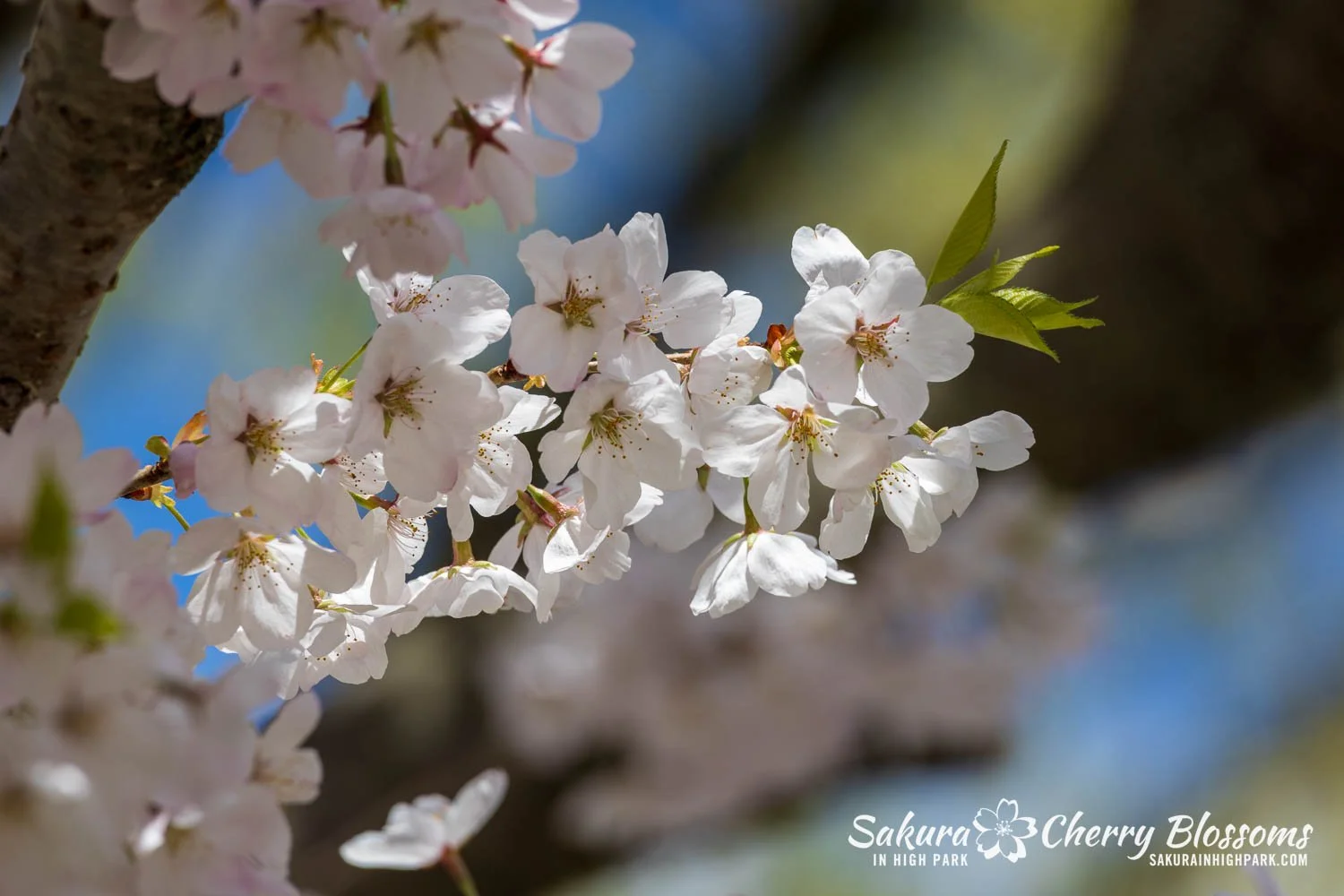 Sakura Watch May 8, 2026-95.jpg