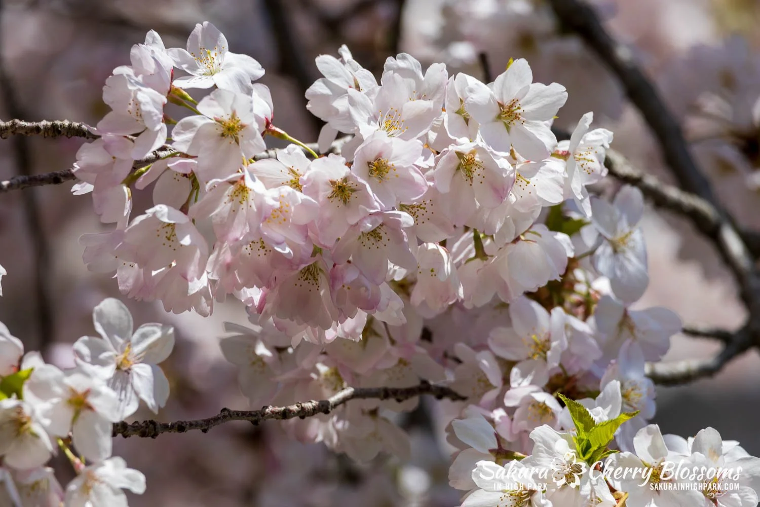 Sakura Watch May 8, 2026-98.jpg