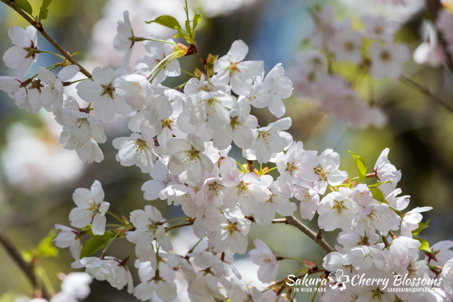 Sakura Watch May 8, 2026-102.jpg