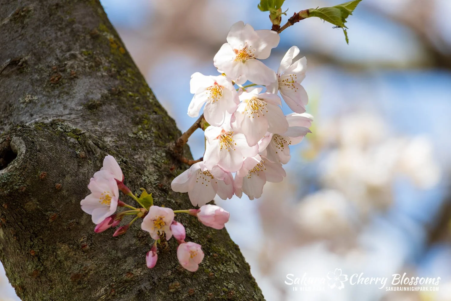 Sakura Watch May 8, 2026-112.jpg