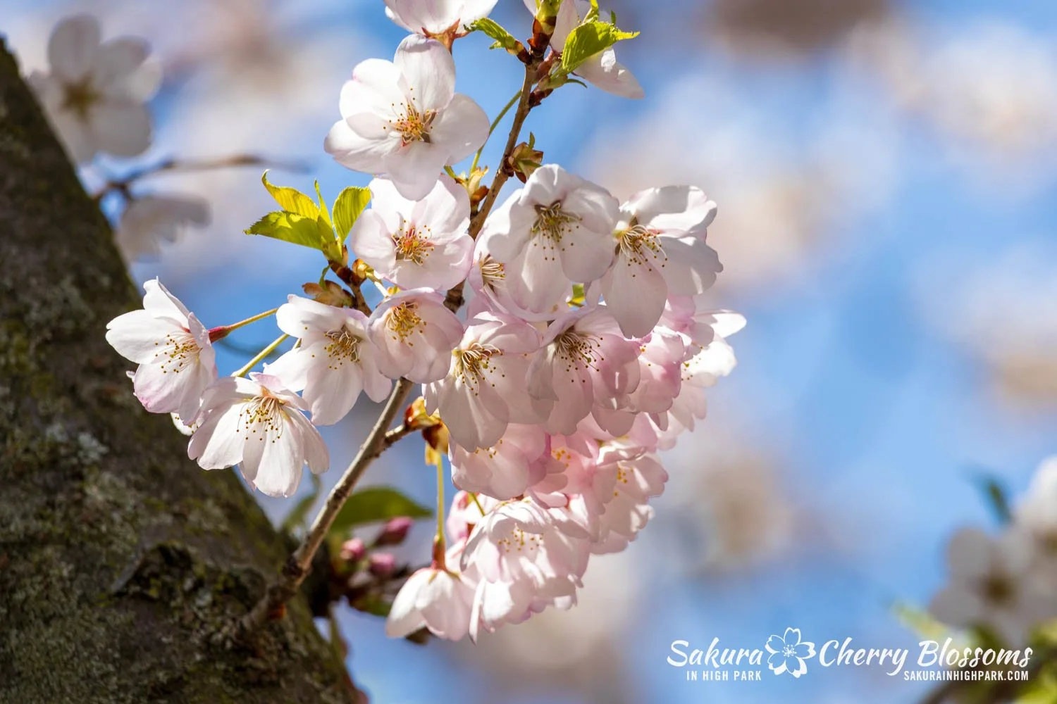 Sakura Watch May 8, 2026-114.jpg