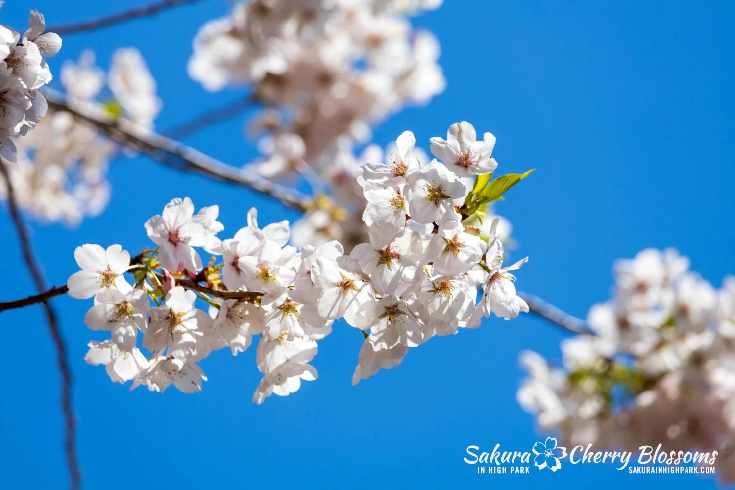 Sakura Watch May 8, 2026-57.jpg