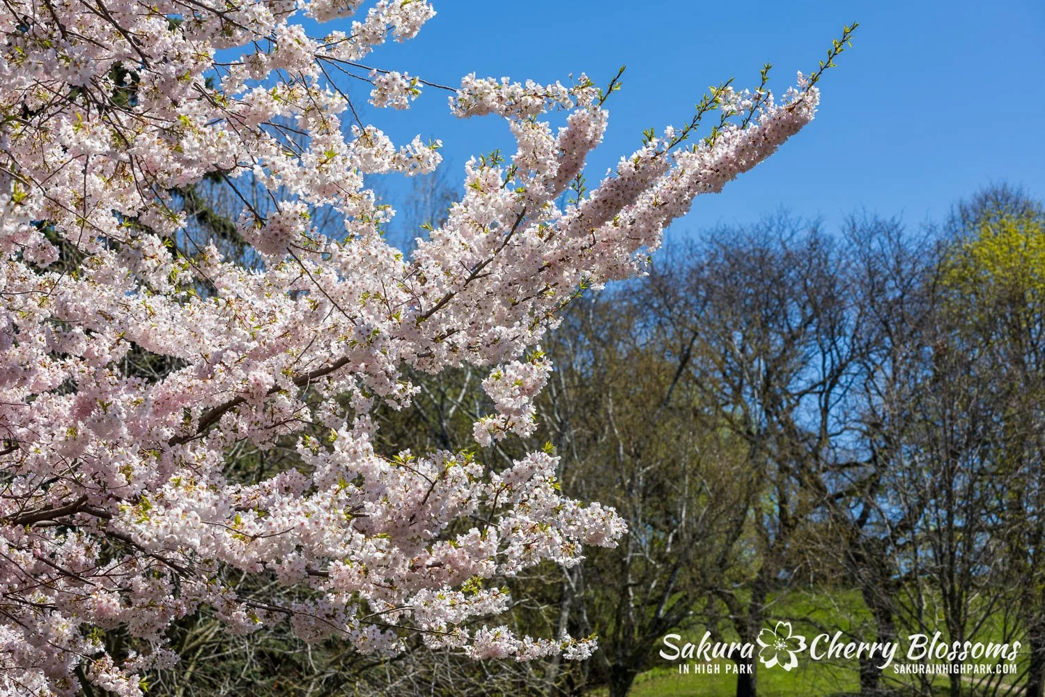 Sakura Watch May 8, 2026-61.jpg