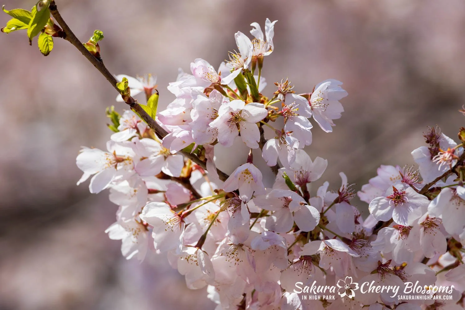 Sakura Watch May 8, 2026-63.jpg