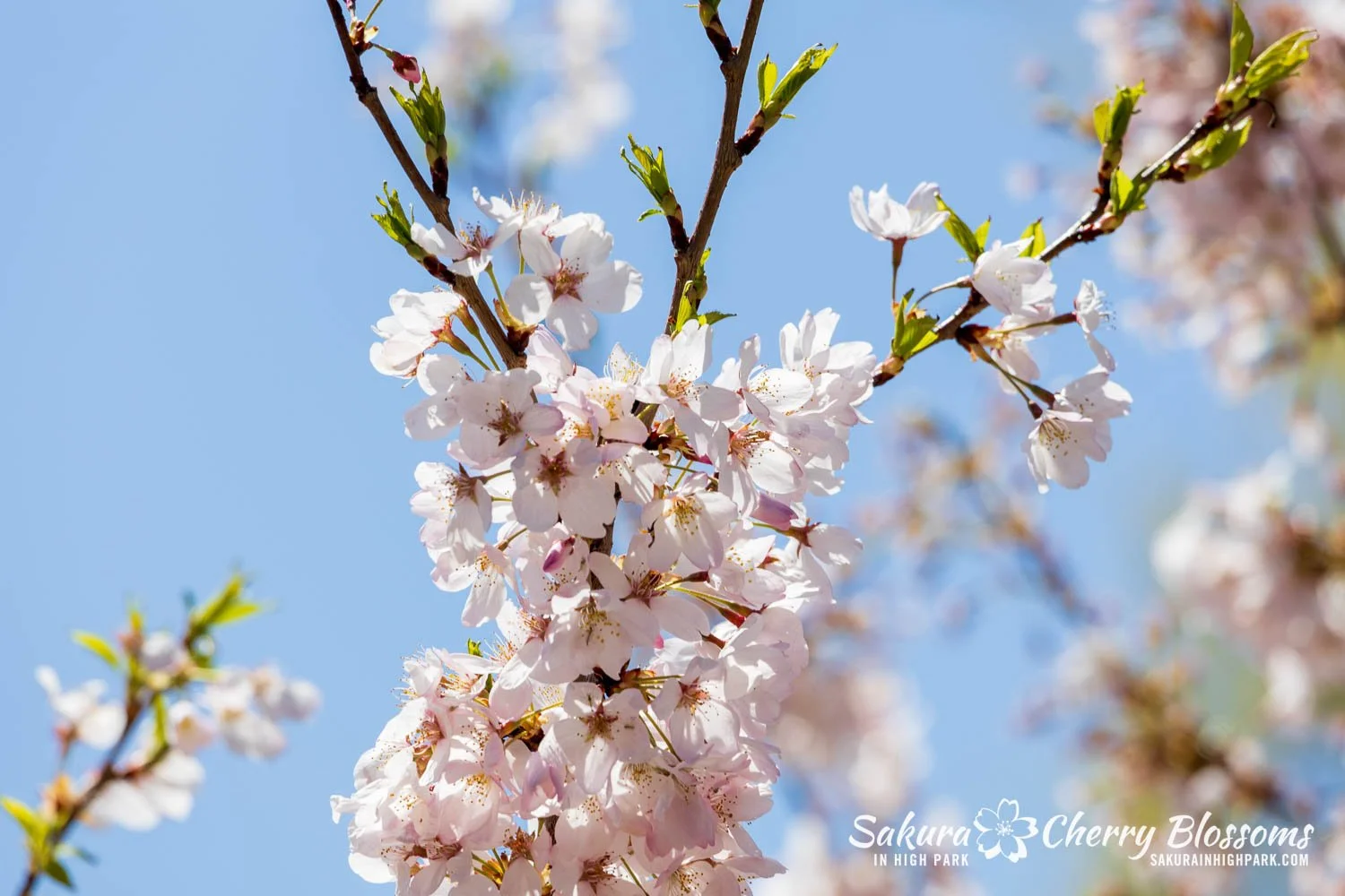 Sakura Watch May 8, 2026-64.jpg