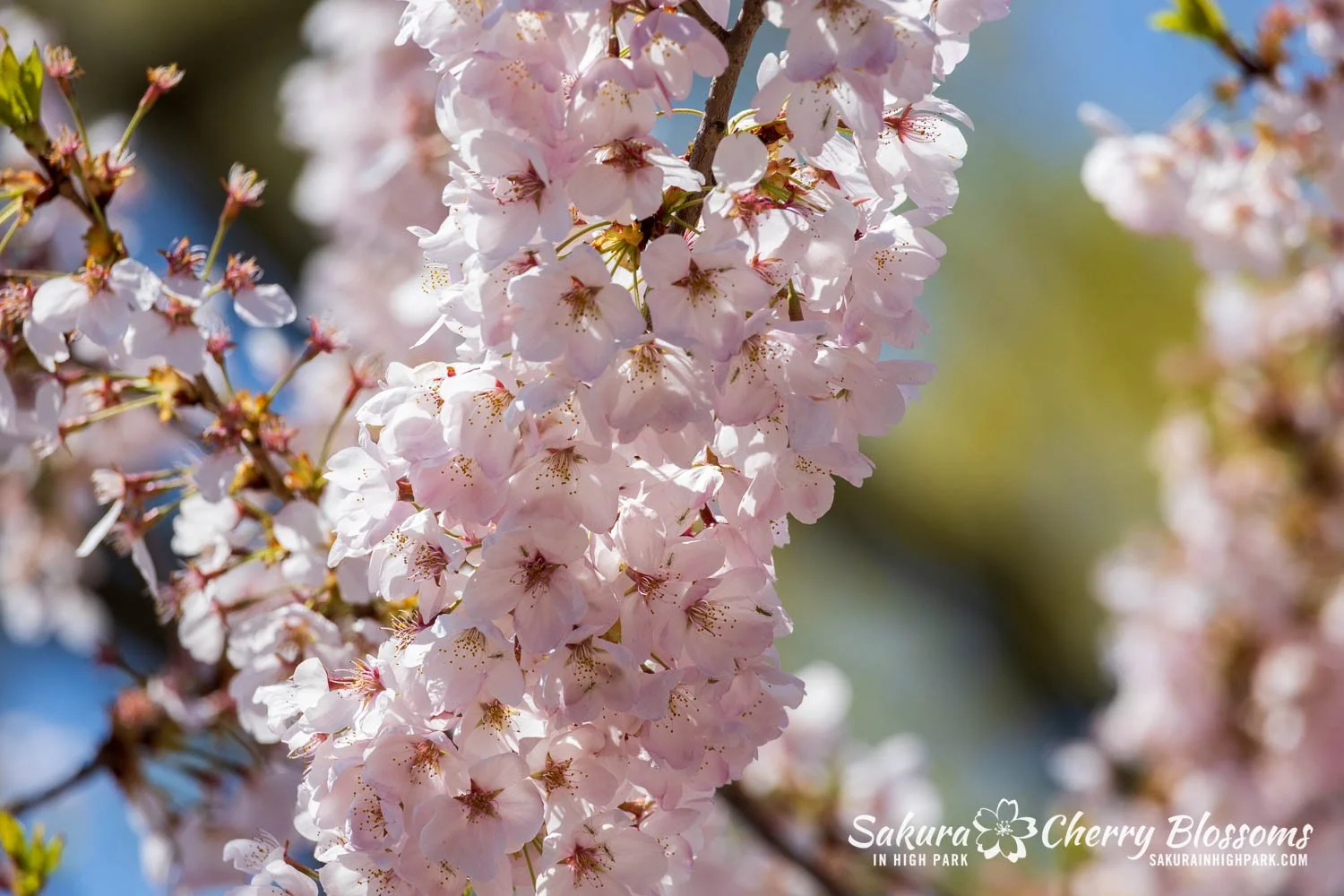 Sakura Watch May 8, 2026-71.jpg