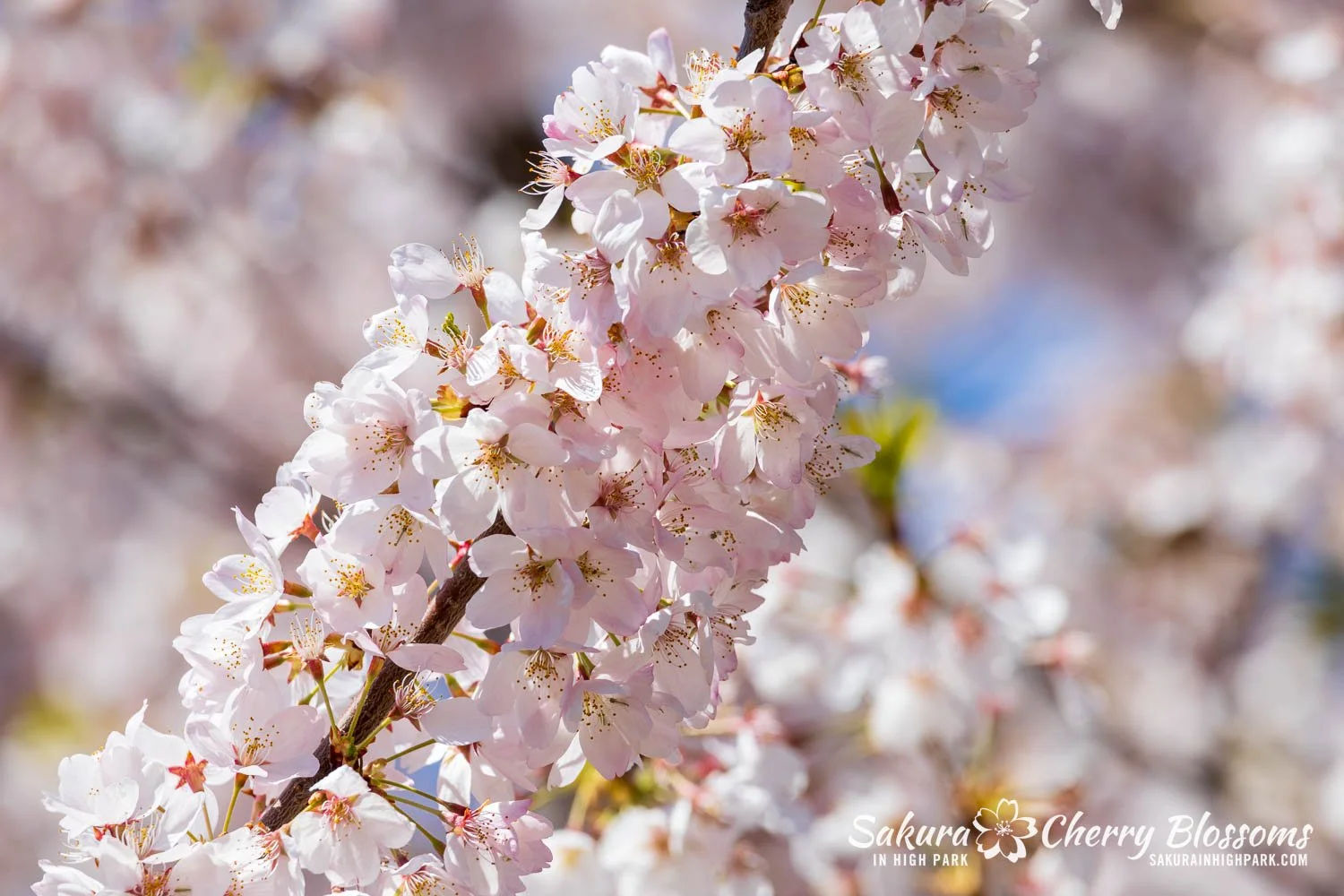 Sakura Watch May 8, 2026-73.jpg