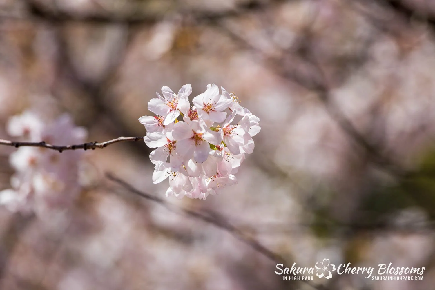 Sakura Watch May 8, 2026-75.jpg