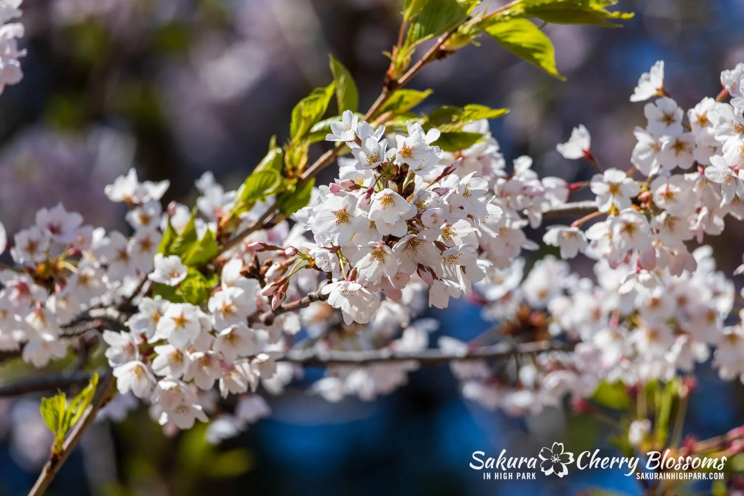 Sakura Watch May 8, 2026-20.jpg