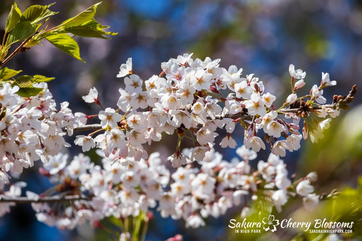 Sakura Watch May 8, 2026-22.jpg