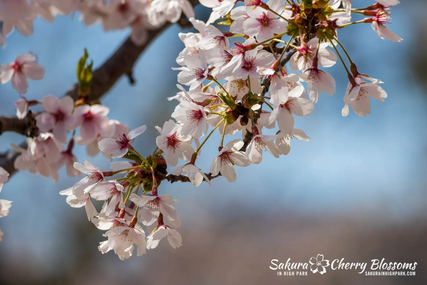 Sakura Watch May 8, 2026-23.jpg