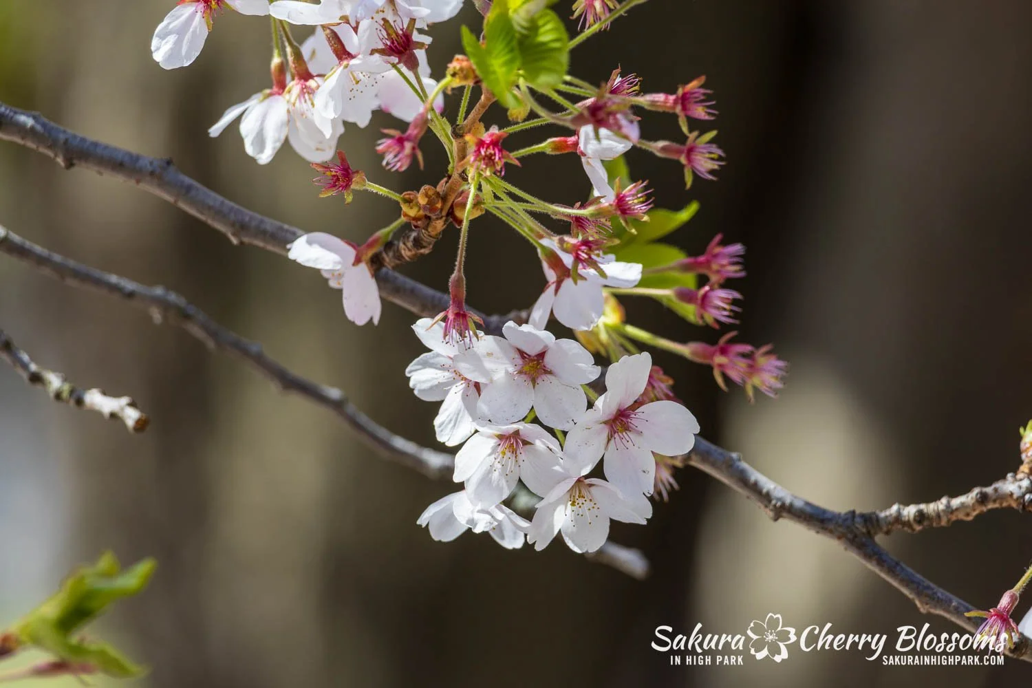 Sakura Watch May 8, 2026-27.jpg