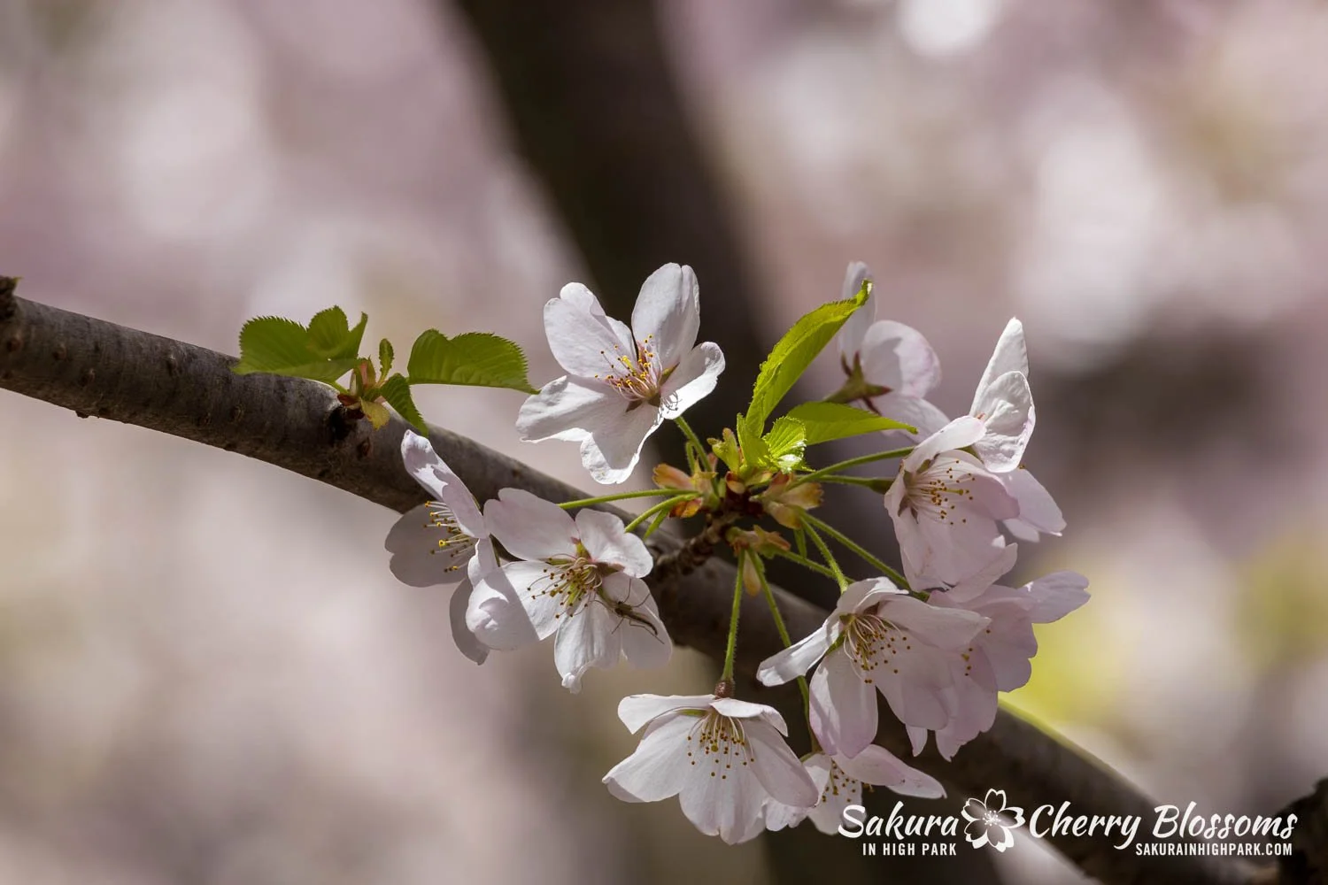 Sakura Watch May 8, 2026-40.jpg