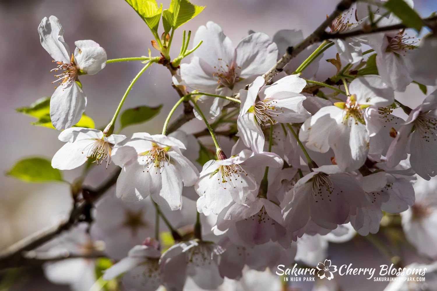 Sakura Watch May 8, 2026-45.jpg