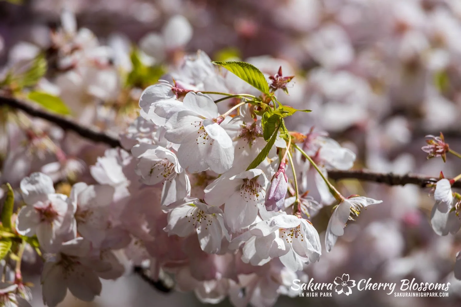 Sakura Watch May 8, 2026-50.jpg