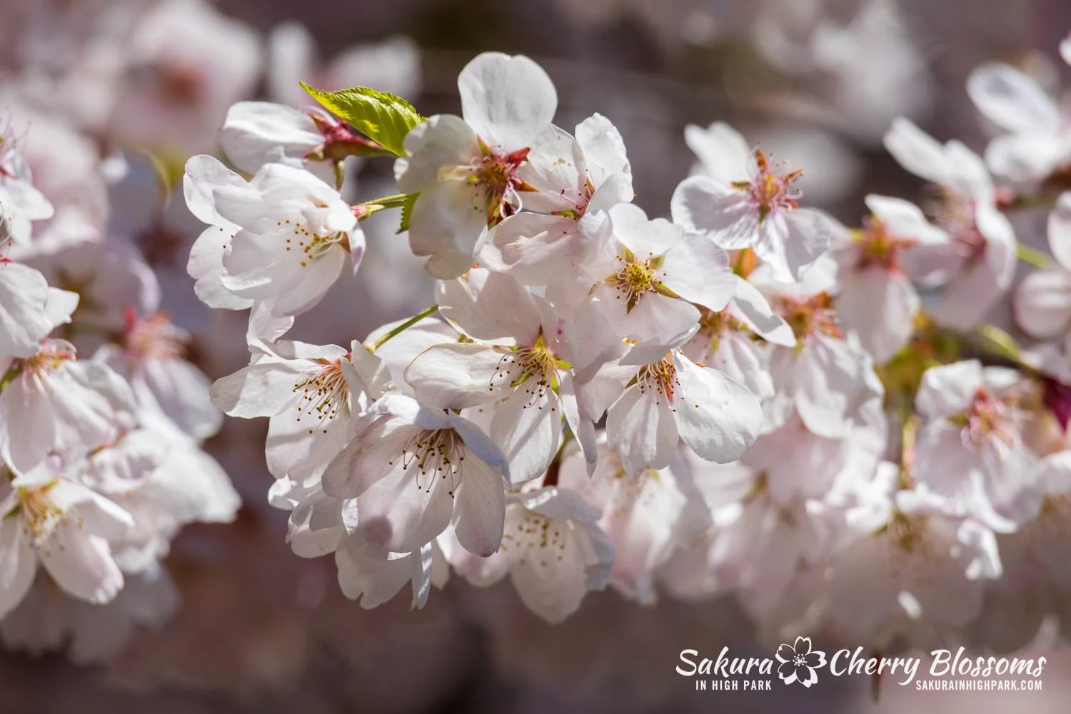 Sakura Watch May 8, 2026-51.jpg