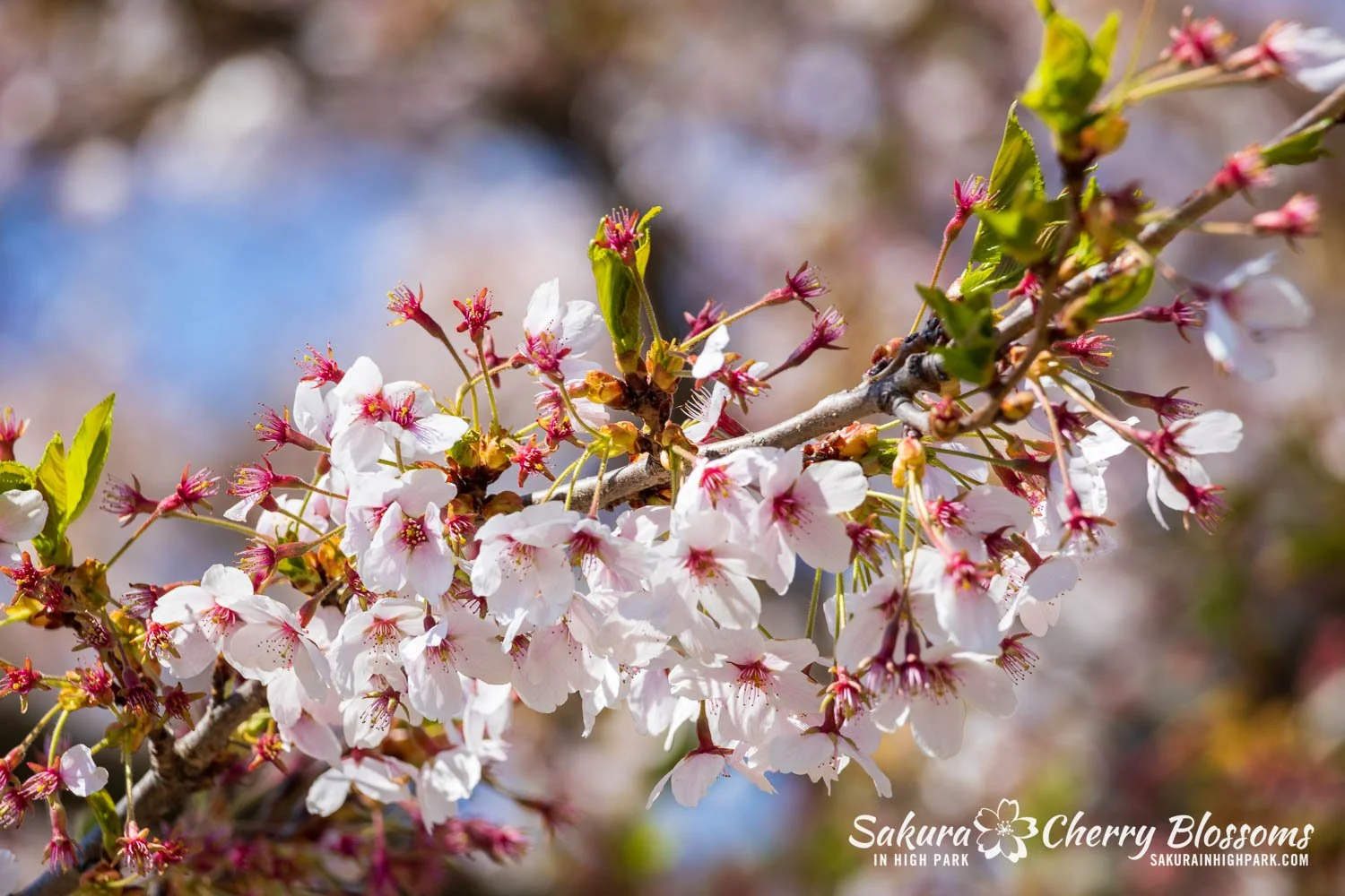 Sakura Watch May 8, 2026-1.jpg