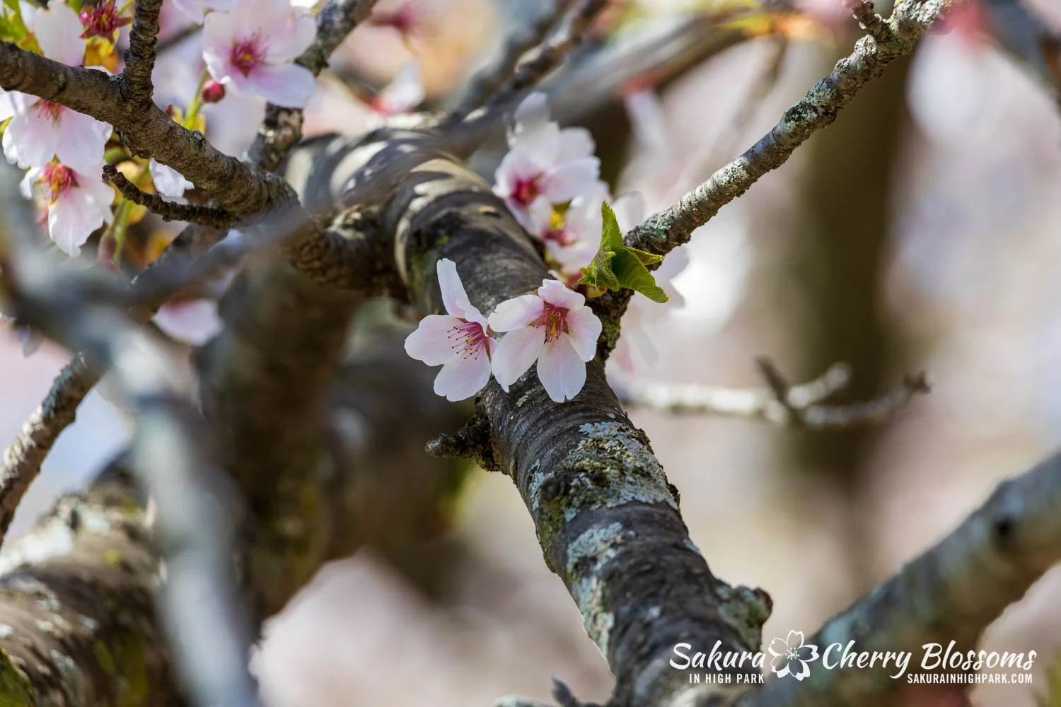 Sakura Watch May 8, 2026-8.jpg