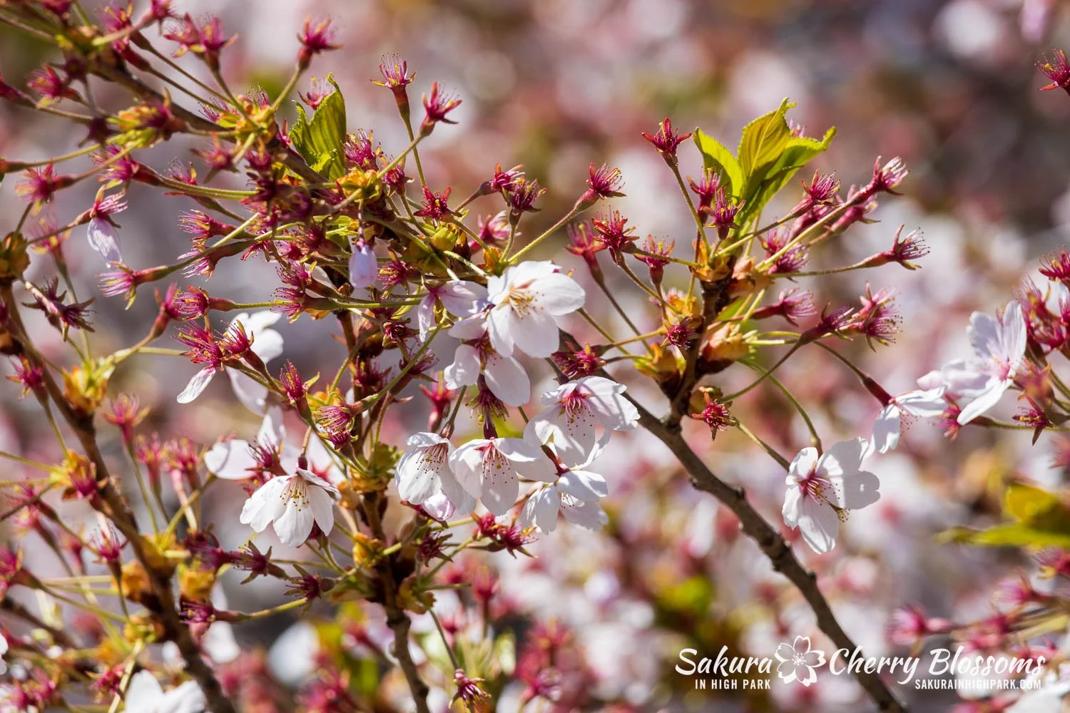Sakura Watch May 8, 2026-14.jpg