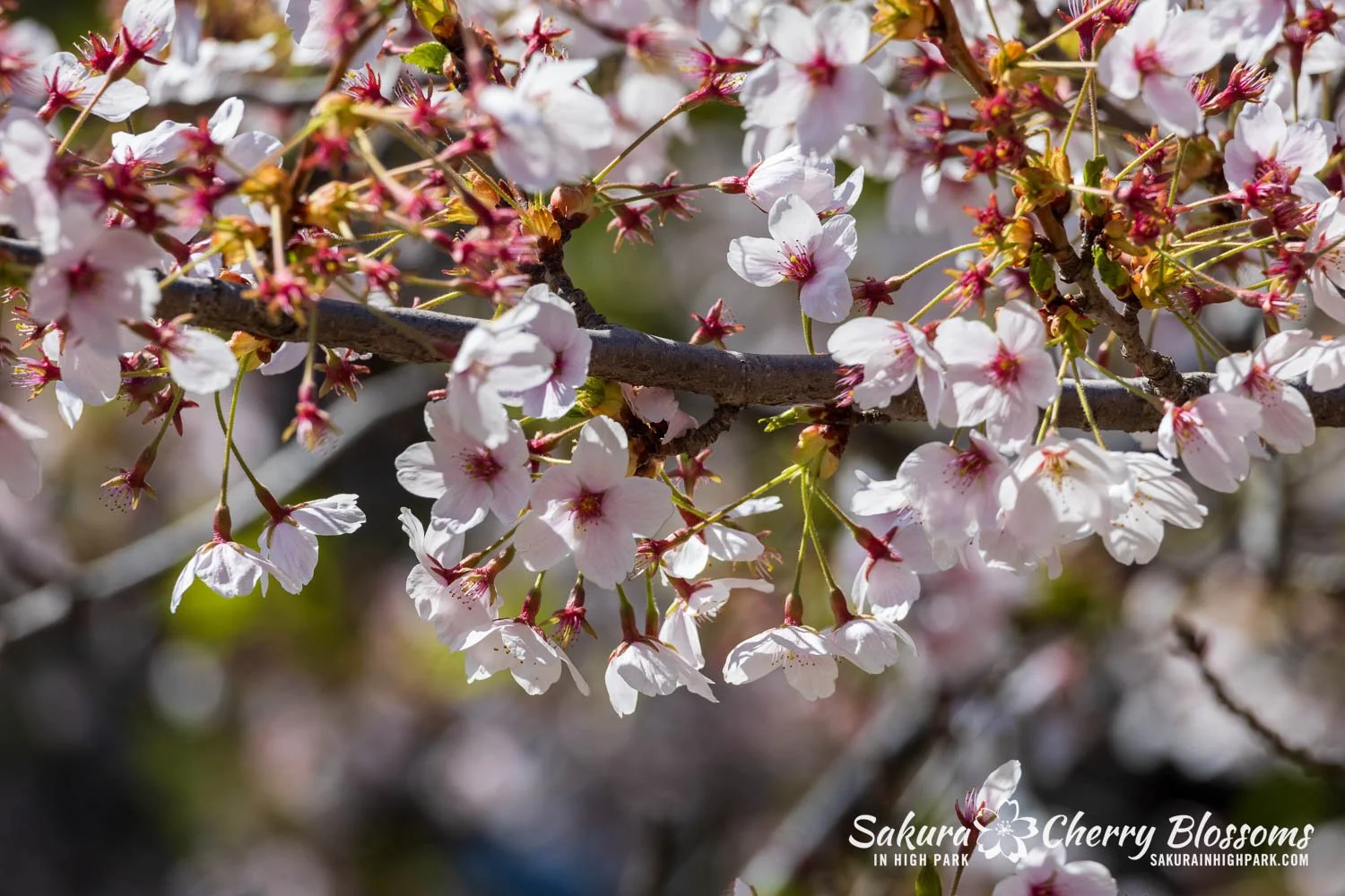 Sakura Watch May 8, 2026-17.jpg