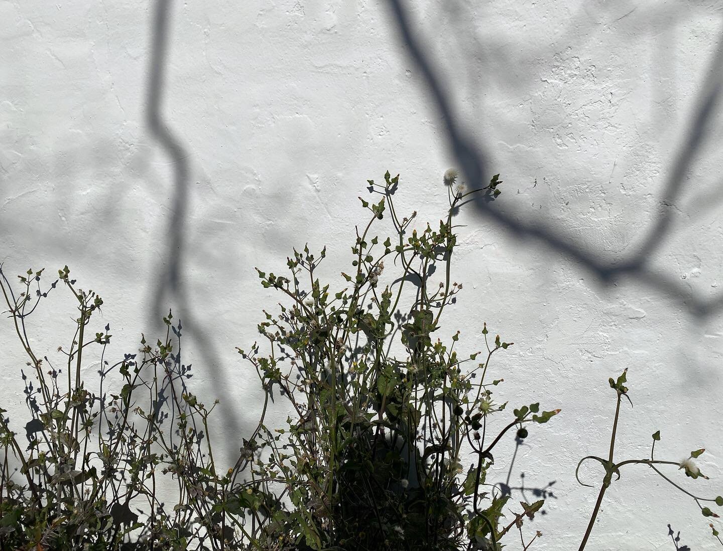 Adobe walls, wildflower shadows + afternoon sunshine in February.