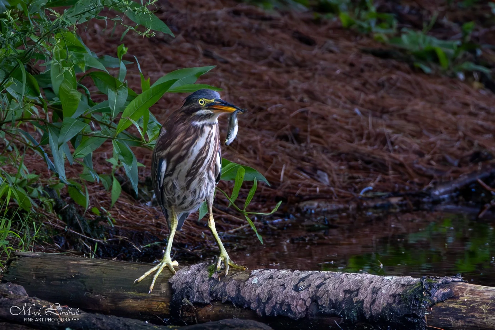 Lake Wallace Green Heron--3.JPG