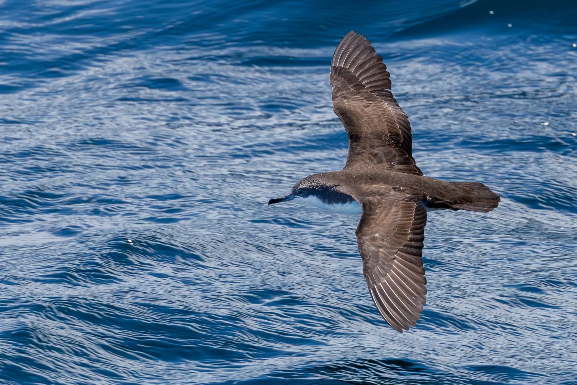 Galapagos Trip-296.JPG