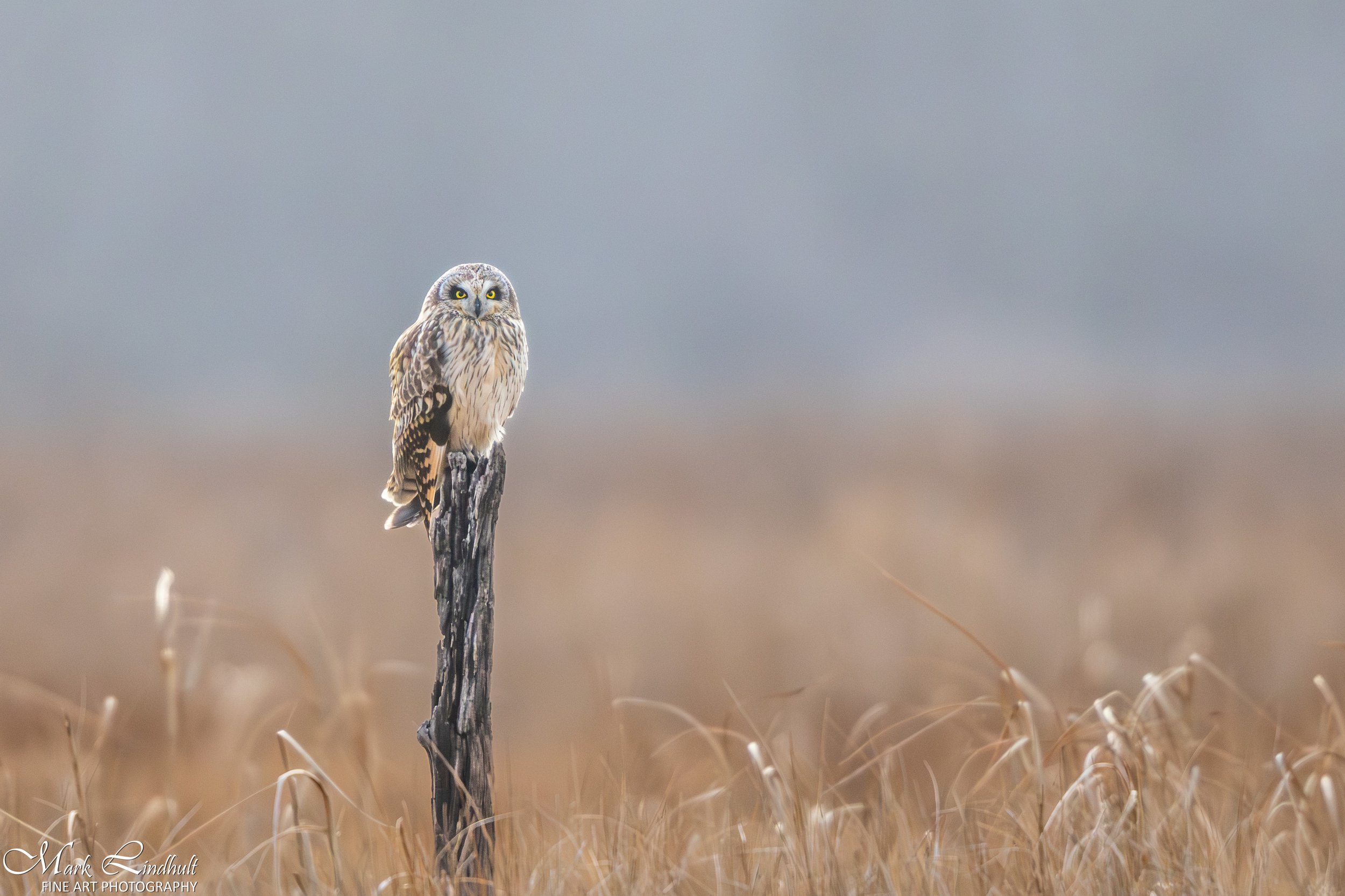 PI-Short Eared Owl-Post-0784-2.jpg