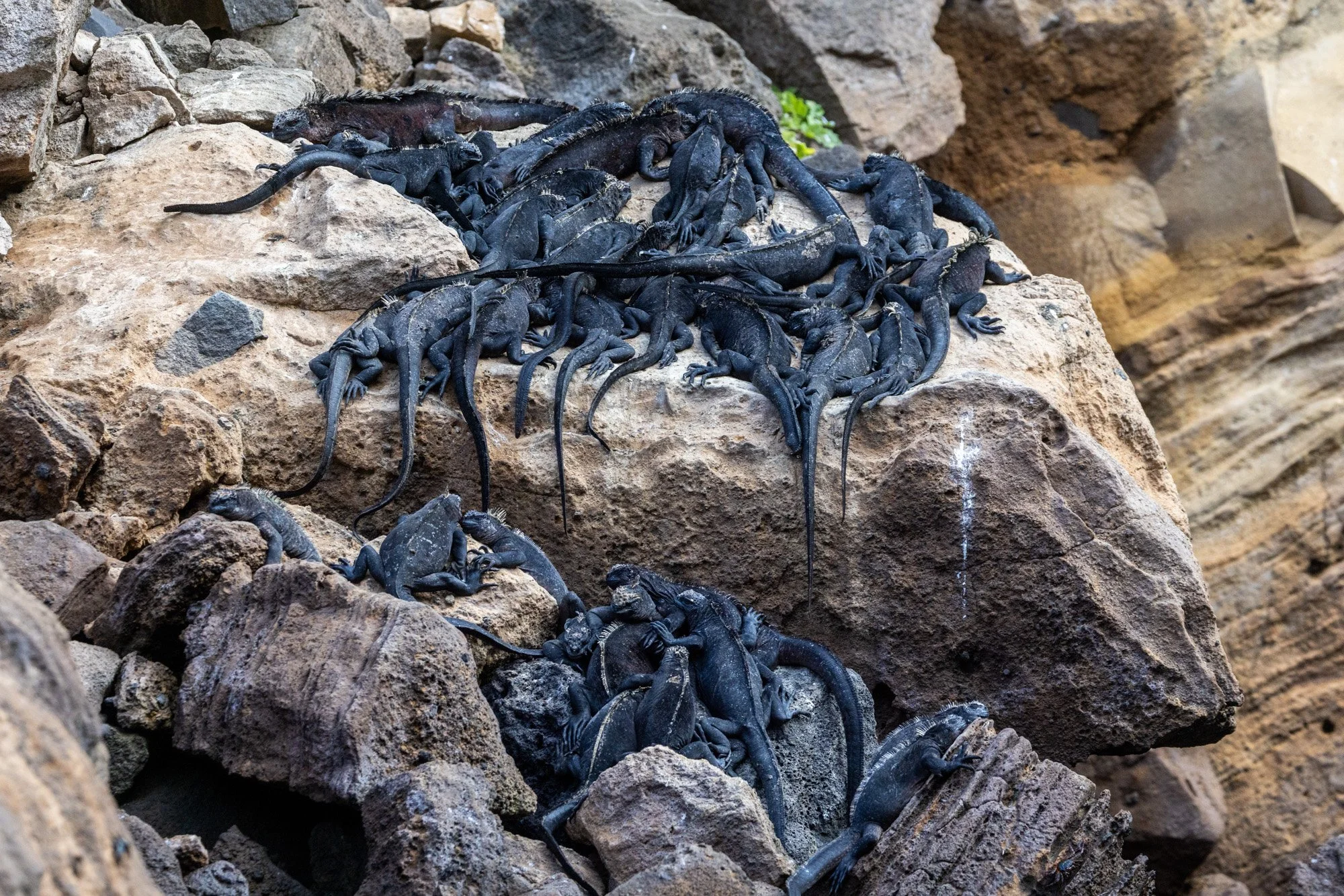Galapagos Trip-329.JPG