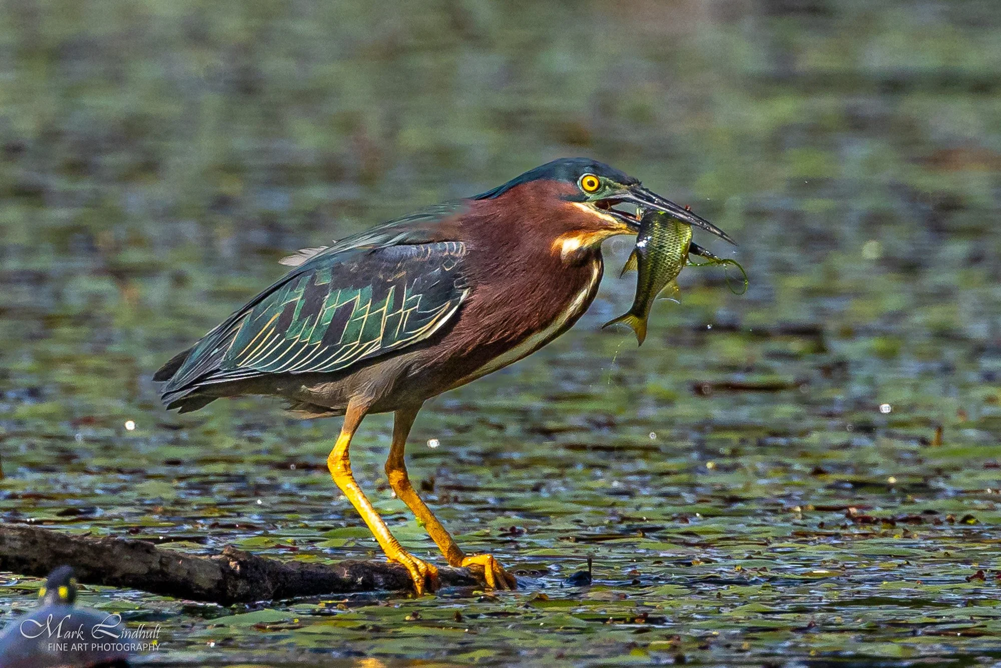 Green Heron Lunch-3016.JPG