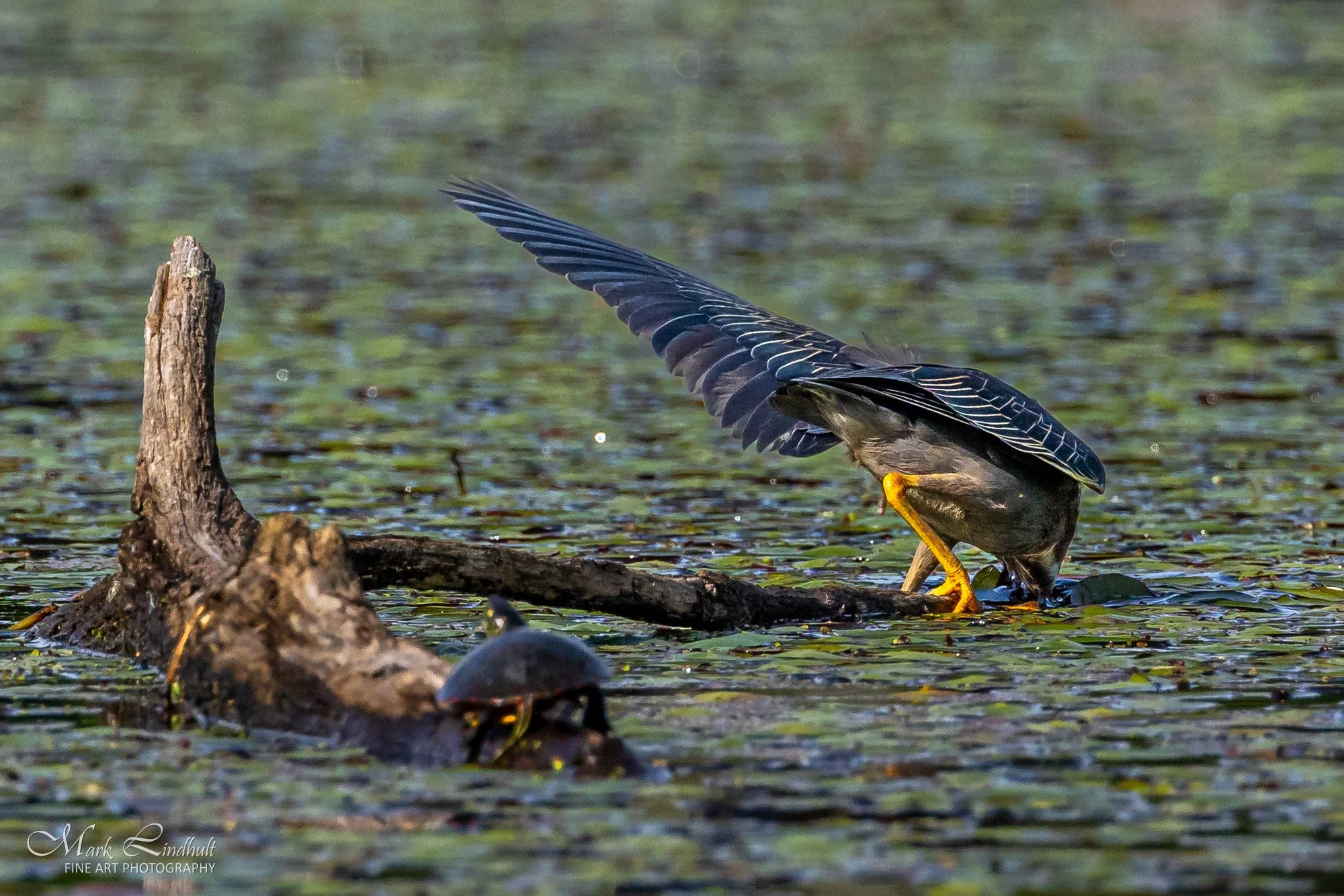 Green Heron Lunch-2937.JPG