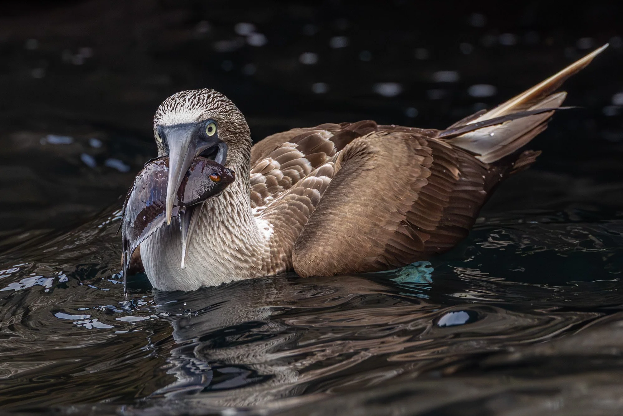 Galapagos Trip-347.JPG