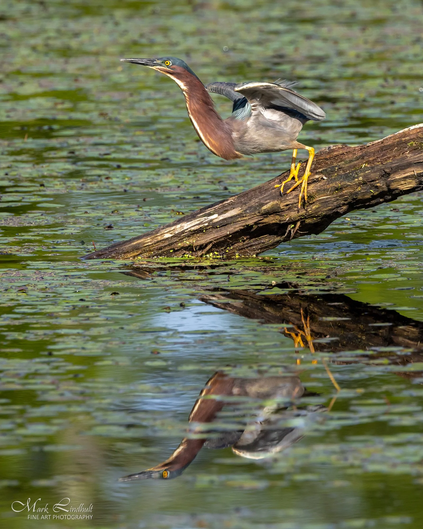 04-Lindhult Green Heron -2697.JPG