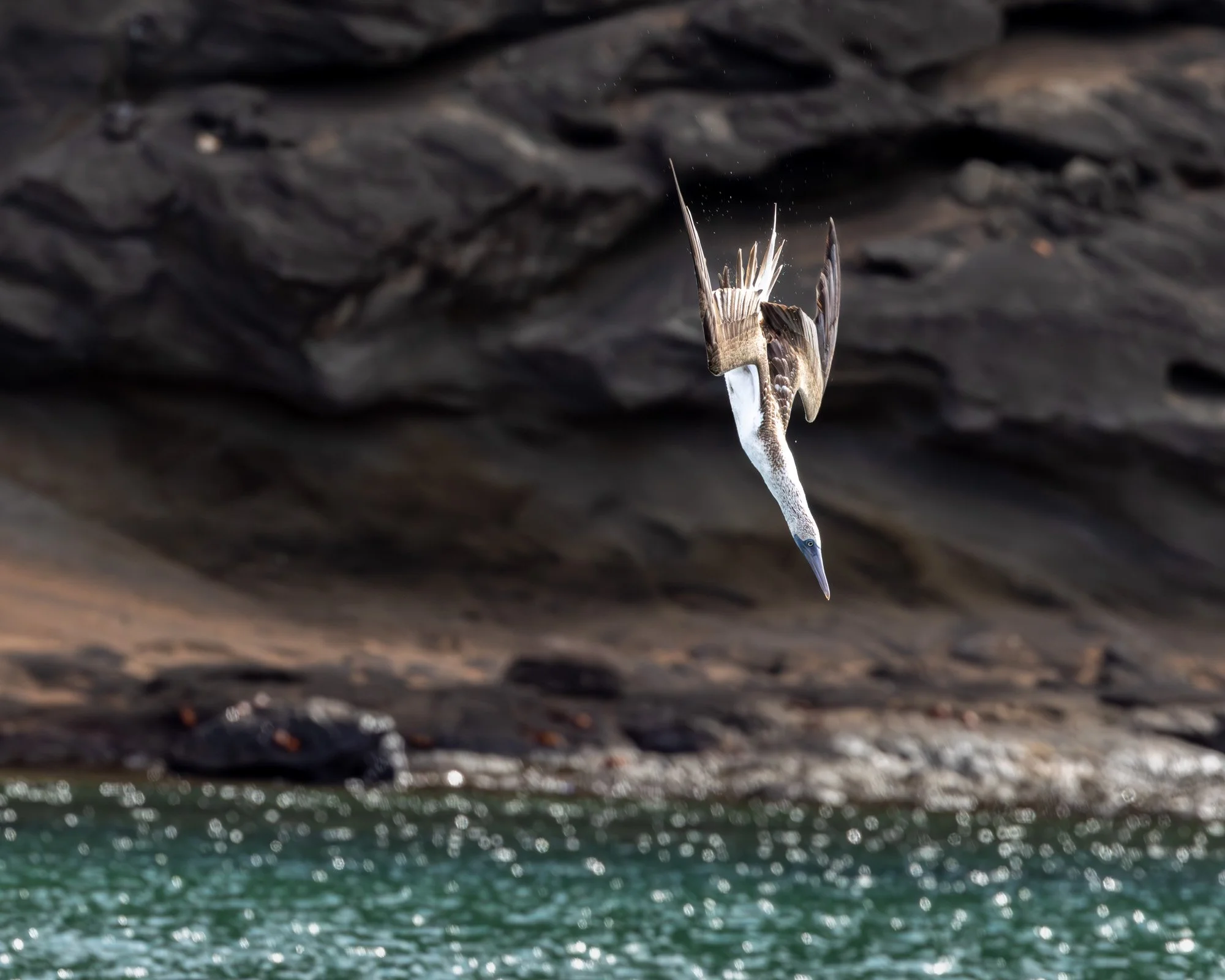 Galapagos Trip-536.JPG