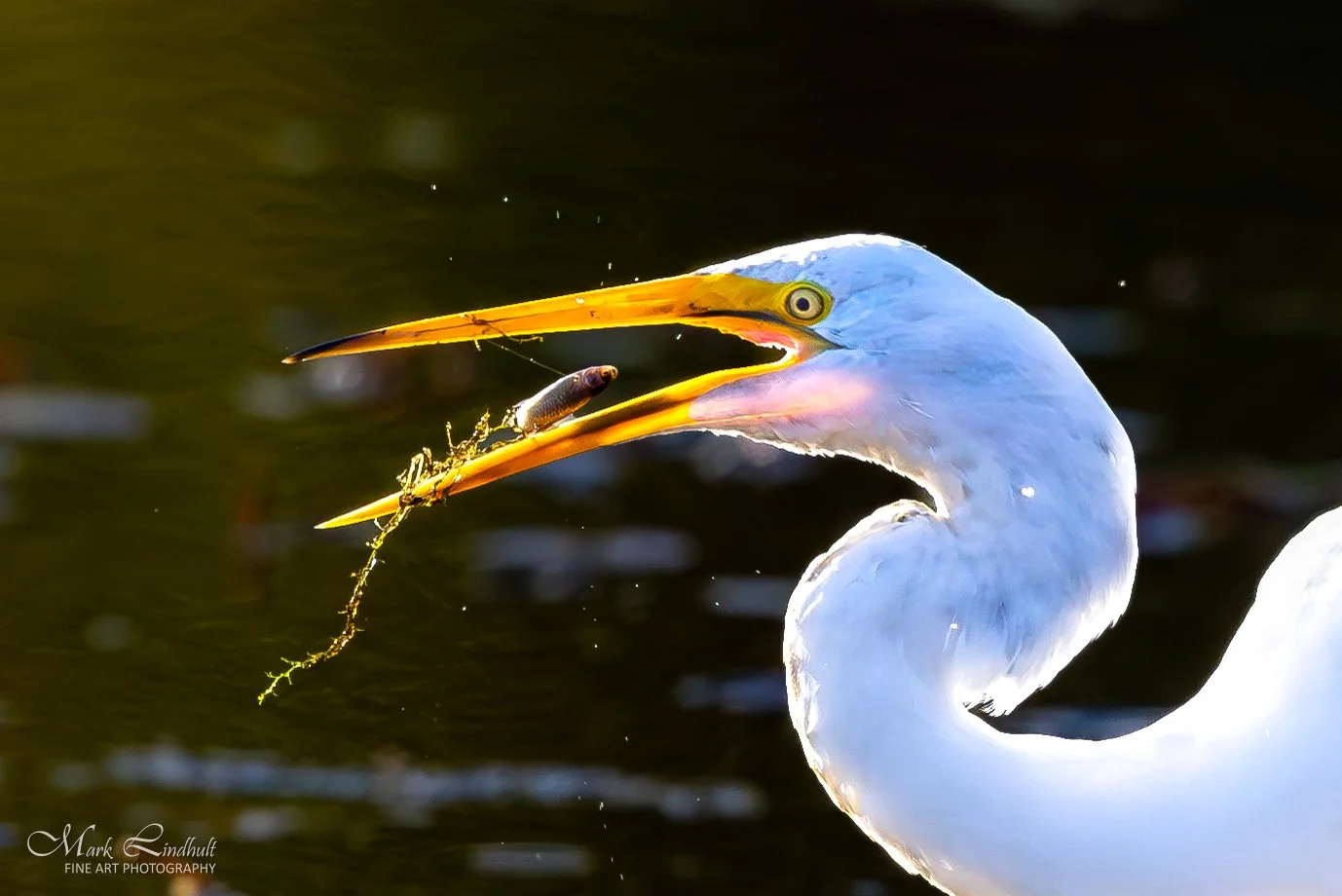 Great Egret fish-1-2.JPG
