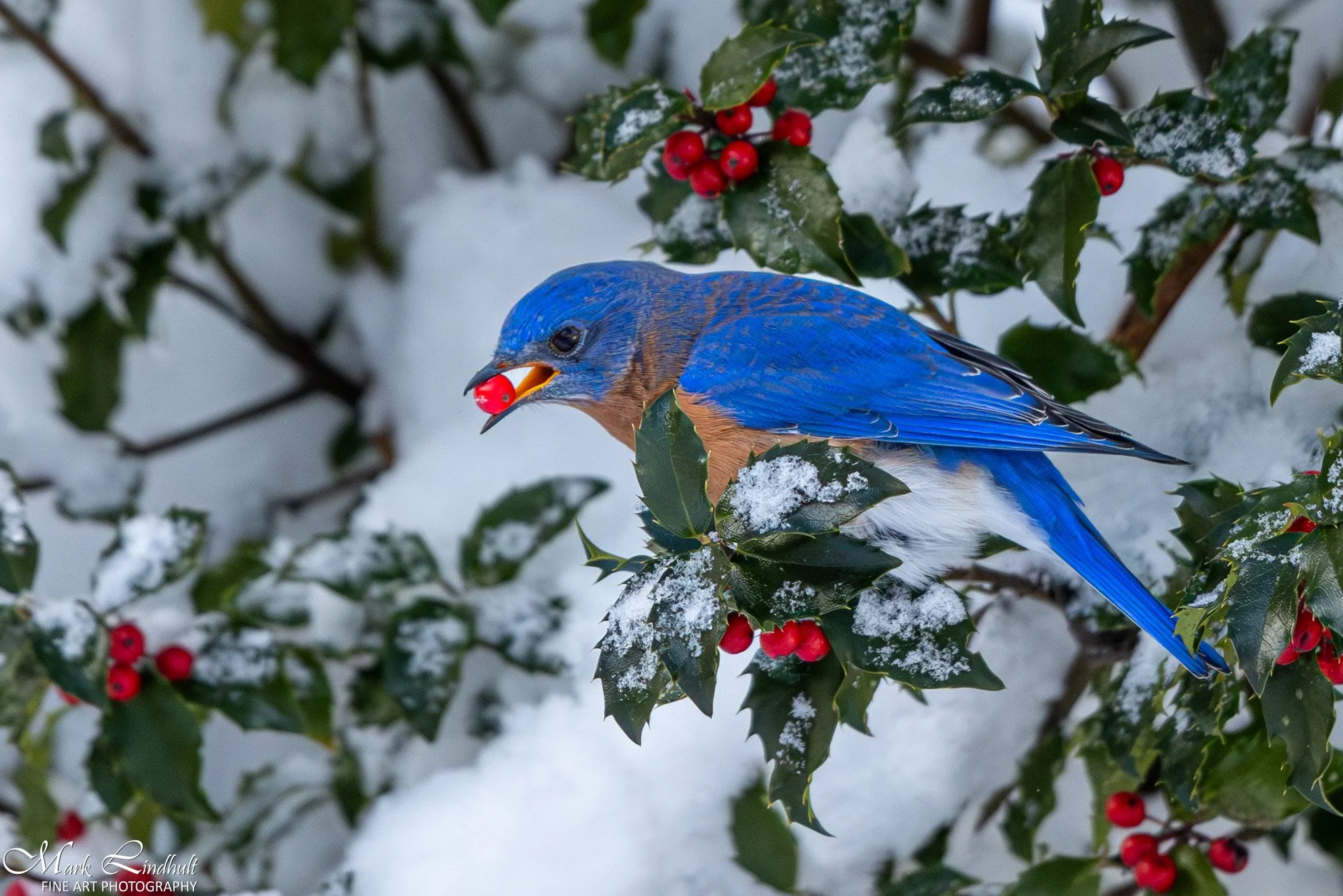 BY-bluebird holly berry-0485.jpg