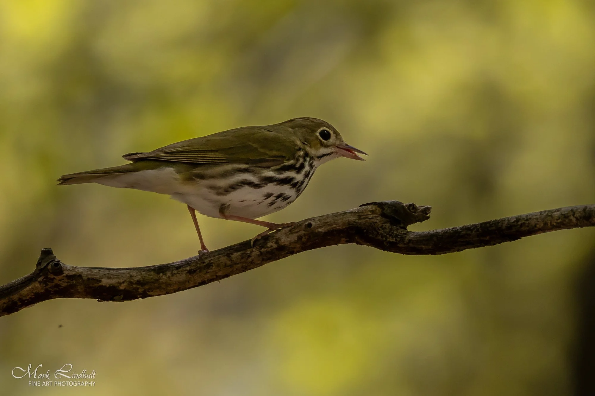 Ovenbird-0973.JPG