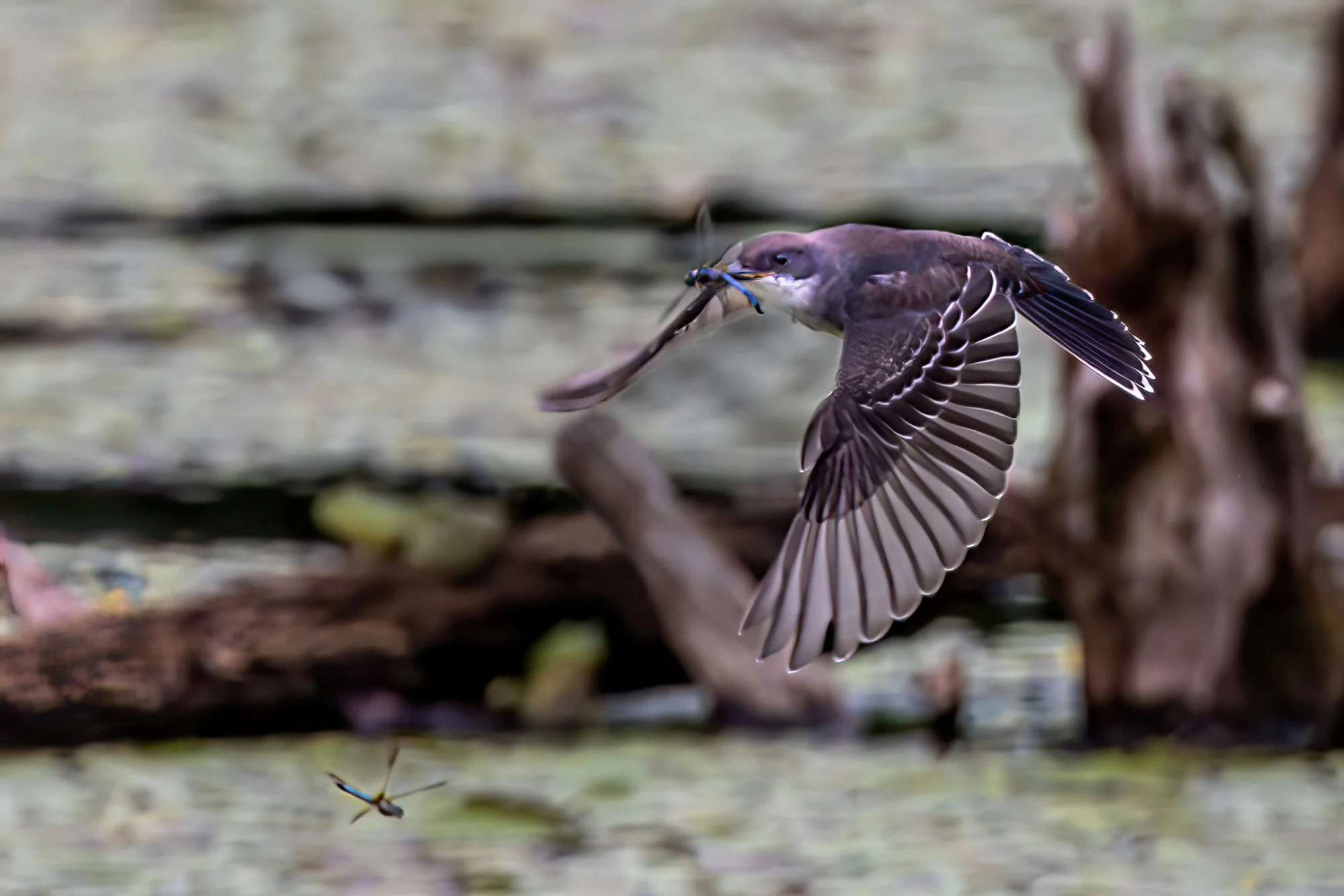 QPG2 Eastern Kingbird-Lindhult.jpg