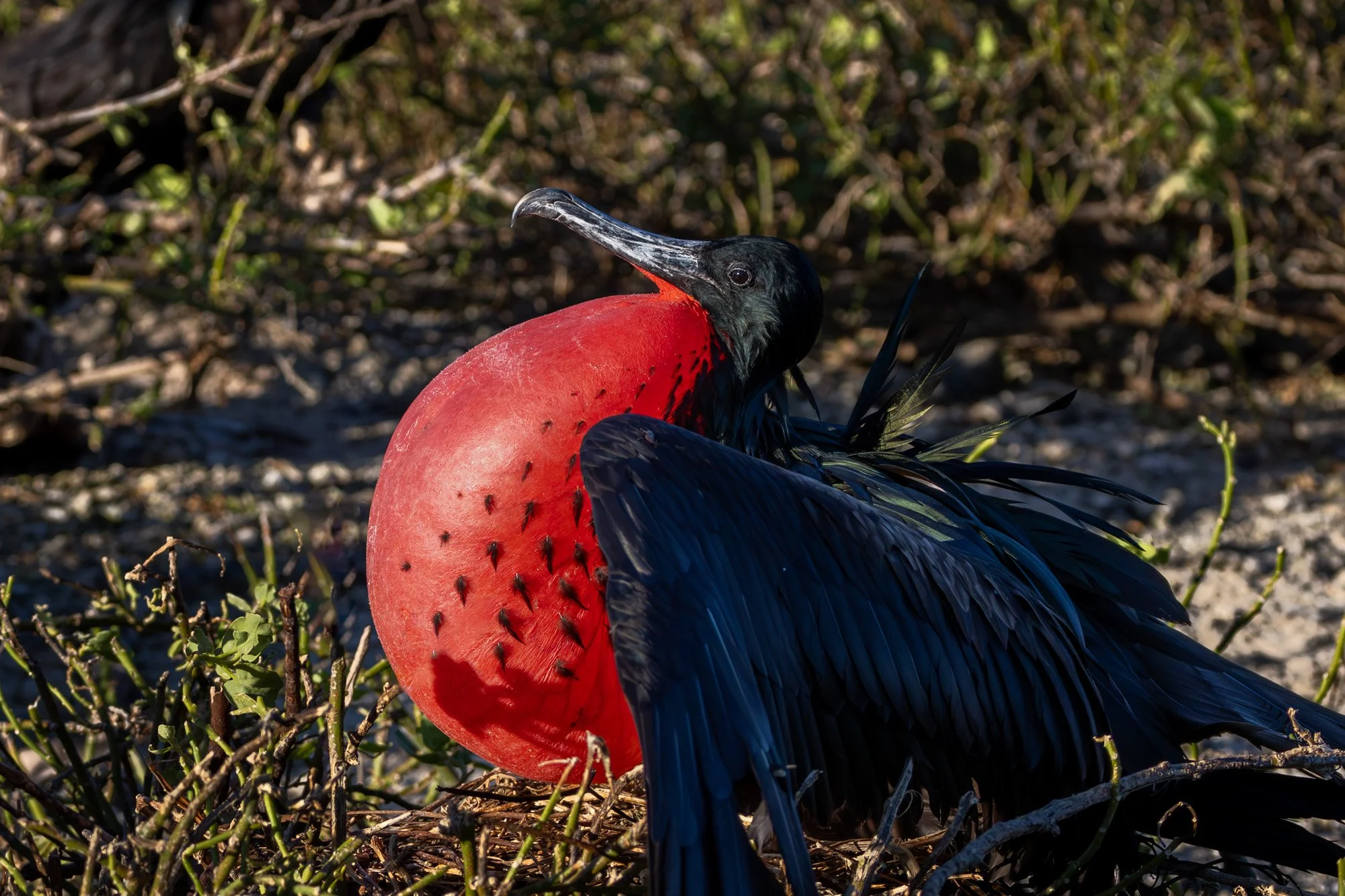 Galapagos Trip-458.JPG