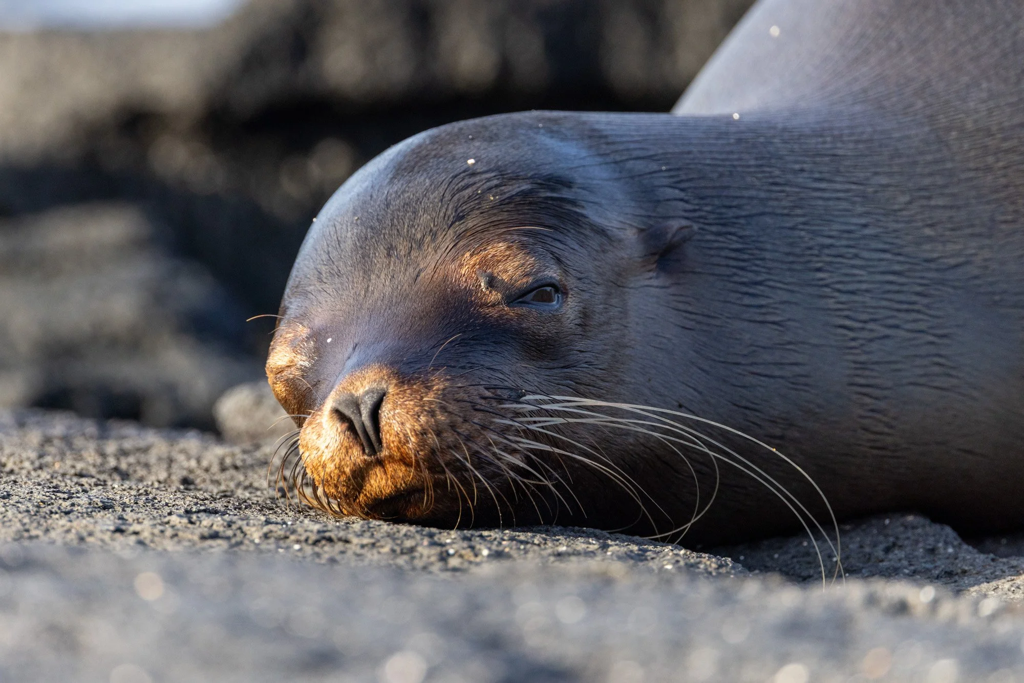 Galapagos Trip-195.JPG